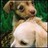 Pixelated image of a light brown dog with darker brown patches lying on a green background, head turned slightly right, eyes open, mouth closed.