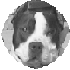 Black-and-white circular icon of a dog with a white stripe on its face, showing sequential facial expressions from neutral to smiling.