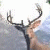 A pixelated deer head with antlers against a light background, next to green text reading 'Original Icons .com' on dark green.