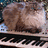 A pixelated image of a fluffy brown cat with white fur on its chest and face, positioned above black piano keys against a dark background.