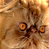 Animated contact sheet showing two frames of a fluffy orange cat with large round eyes and a blue background containing the text 'CoolBuddy.com' in pixelated white letters.