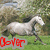 A white horse runs across a grassy field with trees in the background, overlaid with the word 'Clover' in different colors and styles across four