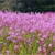 A static pixelated image showing a field of pink flowers with green foliage under a dark sky.