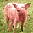 Pixelated pink pig stands on green grass with white text reading 'its possible pig' to the right.