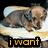 A small dog lies on a light surface with text overlays reading "i want sumthing to eat!" in orange and black lettering.