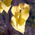 A pixelated close-up of a yellow flower with a dark stem against a blurred background of purple and green hues.