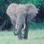 Pixelated elephant icon with light gray body and white tusks against a teal background, next to green text reading 'Original Icons .com' on dark green.