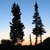 Silhouetted trees against a gradient sky transitioning from light blue to warm orange near the horizon.