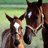 Two horses stand side-by-side on a grassy field with a red background displaying text.