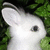 A white rabbit with green foliage background appears in ; the right side shows partial text on a white and gray backdrop