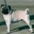 A split-frame image showing a pixelated pug dog on the left and yellow text reading "Pug" on a purple background on the right.