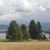 Static pixelated landscape with three dark green trees on a light brown field under a cloudy sky with blue and white tones.