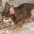 Pixelated static image of a brown dog with light pink nose and white chest patch, partially cropped on left side against blurred background.