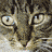 A cat's face and body appear in six showing sequential animation frames with varying brightness levels