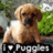 Pixelated image of a light brown dog with darker ears and muzzle sitting on grass, text below reads 'PUPPY' in block letters.
