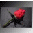 A red rose with a green stem and thorns on a gray background, accompanied by changing text overlays.