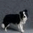 A four-quadrant image with a dog on gray background and text on pink backgrounds.