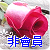 A static image shows two pink roses with green leaves against a light background, overlaid with blue Chinese characters.