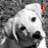 Four grayscale puppy faces arranged in a with red text "my PUPPY" and two small red heart symbols above the top-right face