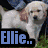 Four dog images arranged in a with blue text overlays reading "Ellie.. Loves Dogs!!" on a grassy and wooden background