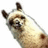 Pixelated image of a light-colored cat with dark ears and face markings, lying on its side against a white background.