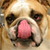 Pixelated close-up of a dog's face with a pink tongue sticking out, brown eyes, and light tan fur, cropped to show only the muzzle and forehead.