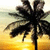 Silhouetted palm tree against gradient sunset sky with yellow-orange lower half and pale upper tones.