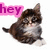 Two pixelated kitten images side-by-side with pink text overlays; left shows 'hey' text, right shows 'scout!!' text.