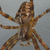 Pixelated figure with multiple limbs in brown and tan tones against a gray background, arms extended horizontally.