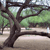 Pixelated static image of a tree with dark brown trunk and branches, green foliage, and light brown ground under a pale sky.