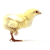 Animated sequence of a yellow chick walking across a white background, showing six distinct poses from left to right.