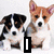 Four- of dog images with text overlays: two dogs on top-left, grayscale puppies with pink heart on top-right, single puppy bottom-left, and empty gray bottom-right