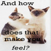 Two cats with distinct color patterns sit side-by-side against a plain white background, with overlaid text asking 'And how does that make you feel?'