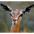 iconator.com - buddy icons - aim icons - away messages - AIM instant messenger