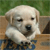 Pixelated close-up of a light-colored dog with closed eyes resting its head on a wooden surface against a green background.