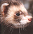 Pixelated close-up of a ferret's head with light brown and white fur, dark eye, pink nose, and visible ear against a muted background.