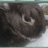 A pixelated close-up of a dark-furred animal's face on a purple background with orange text overlays.