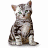 Static image of a pixelated cat with gray and white fur sitting against a plain background, next to green text reading 'OriginalIcons.com' on dark green.