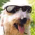 A pixelated image of a dog wearing dark sunglasses, with a light-colored shirt and a blurred green background.