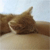 Animals icons for AIM, MSN, MySpace and Yahoo