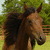 A split-screen image shows a brown horse with dark mane on left and red text 'Reddy' on blue background right.