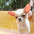 A pixelated image of a small dog with large ears and light fur, positioned next to bold purple text on a bright pink background.
