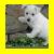 Static pixelated image of a white dog with dark eyes and nose, positioned against blurred green and brown background elements.