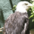 Static pixelated image of a bird with white head and tail, brown body, perched on a branch with green foliage background.