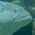 Static image of a light blue otter on the left side with green text 'Original Icons .com' on the right against a dark green background.