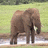 A pixelated image split into two sections: a brown elephant standing in shallow water on the left, and pink background with white text reading "I AM FAT I KNOW" on the right.