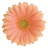Three identical peach-colored gerbera daisies with green centers arranged in a on white background, one partially obscured by gray rectangle