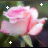 A pink rose with green stem and leaves, surrounded by white plus signs in a pattern