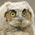 Animals icons for AIM, MSN, MySpace and Yahoo