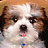 Pixelated close-up of a dog's face with white and brown fur, dark eyes, black nose, pink tongue visible, blue collar tag, against warm-toned background.